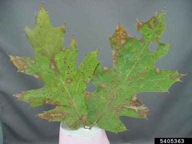 Leaf Spots (Oak)